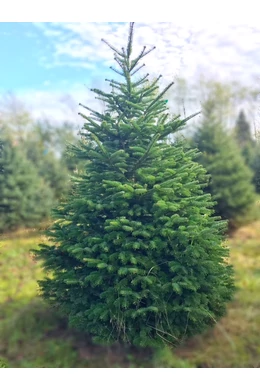 Földlabdás nordmann fenyő 150 cm