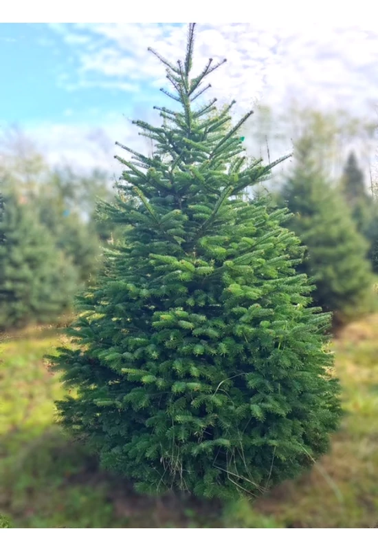 Földlabdás nordmann fenyő 150 cm