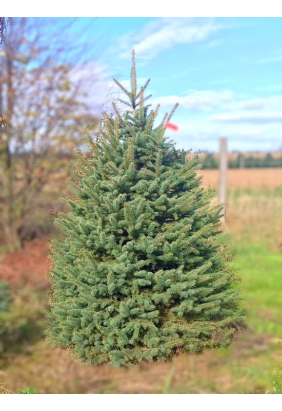 Földlabdás ezüstfenyő 150 cm 